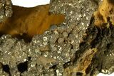 Golden Pyrite on Limonite Clay - Pakistan #337950-1